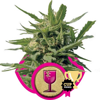 Critical – Feminized – Royal Queen Seeds