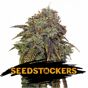 Gelato 41 Auto - Feminized - Seed Stockers