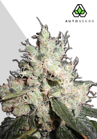 Auto Seeds Hijack Auto Feminized