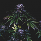 Purple Pearl - Feminized - Pilchard's Caviar Bodega