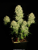 Serious Seeds Chronic Regular