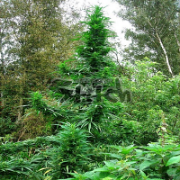Flash Seeds Doctor Shiva Super Auto Feminized