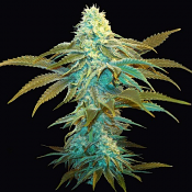 Vanilla Sundae - Feminized - T.H.Seeds