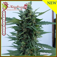Dr Krippling Seeds O.G. Kush Auto Feminized