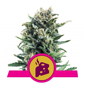Blue Cheese - Feminized - Royal Queen Seeds
