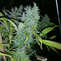 Connoisseur Genetics Seeds The 90’s Haze Feminized