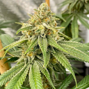 OS Glue - Regular - Old School Genetics