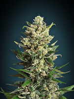 Advanced Seeds Ice Kush Feminized
