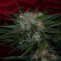 TGA Subcool Seeds Agent Orange Regular