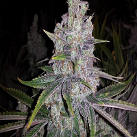 Devil's Harvest Original  Shoreline Feminized
