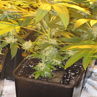 Soma Seeds Afghan Delight Regular