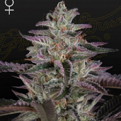 Banana Krumble - Feminized - Green House Seed Co