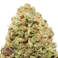 Heavyweight Seeds Strawberry Cake Feminized