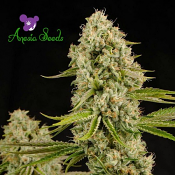 Hindu Kush (Landraces) - Feminized - Anesia Seeds