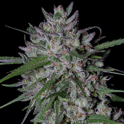 Gorilla Cookies Auto - Feminized - Big Head Seeds