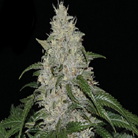 Kera Seeds Matic Auto Feminized