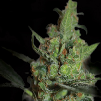 Kera Seeds California Nugget Feminized