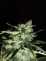 Green Label Seeds Automatic Widow Feminised