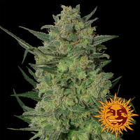Barney's Farm Seeds L.S.D. Feminized
