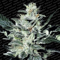 Paradise Seeds Sensi Star Feminized
