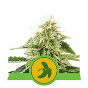 Fat Banana Auto - Feminized - Royal Queen Seeds