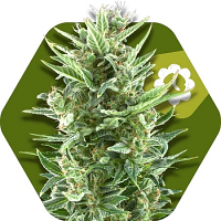 Zambeza Seeds Vanilla Ice Auto Feminized