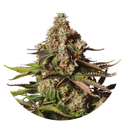 Turbo Zkittlez - Feminized - Yieldmonger Seeds