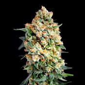 House of the Great Gardener Seeds Sticky Barb Feminized 