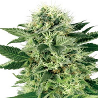 White Label Seed Company Northern Lights Feminized