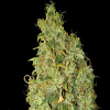 World of Seeds Medical Collection Northern Lights x Skunk Feminized