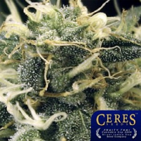 Ceres Seeds Fruity Thai Regular