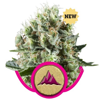 Critical Kush – Feminized – Royal Queen Seeds