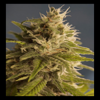 House of the Great Gardener Seeds GG#1 Regular