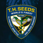 L4yer Cake - Regular - T.H.Seeds