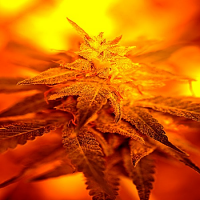 Delta 9 Labs Seeds Fondue Feminized