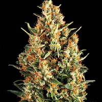 Pyramid Seeds Auto Wembley Feminized