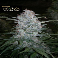 Flash Seeds White Sirius Auto Feminized