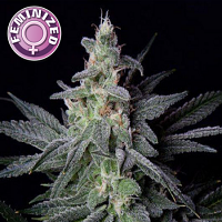 Kera Seeds GG. Feminized
