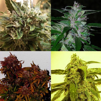 Shortstuff Seeds Short Mix Auto Feminized