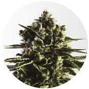 Fat Caramel Auto - Feminized - Yieldmonger Seeds