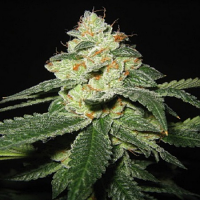 Bulk Seeds White Widow x Great White Shark Feminized
