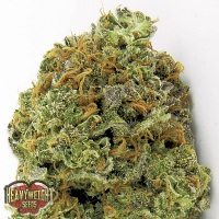 Heavyweight Seeds Wipeout Express Auto Feminised