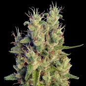 Super Malawi Haze - Regular - Ace Seeds