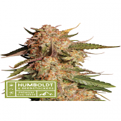 Superior Blue Moby Auto - Feminized - Seedstockers