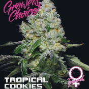 Tropical Cookies - Feminized - Growers Choice