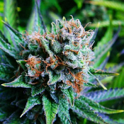 Blue Dream - Feminized - Nirvana Seeds
