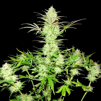 Sumo Seeds Ultimate AK Feminized