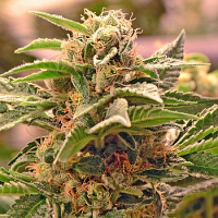 Professor Trichome Bulk Seeds Chemdawg #4 Feminized