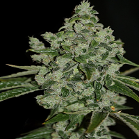 T.H.Seeds UltraSour Kush Feminized