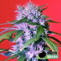 Bomb Seeds Berry Bomb Regular